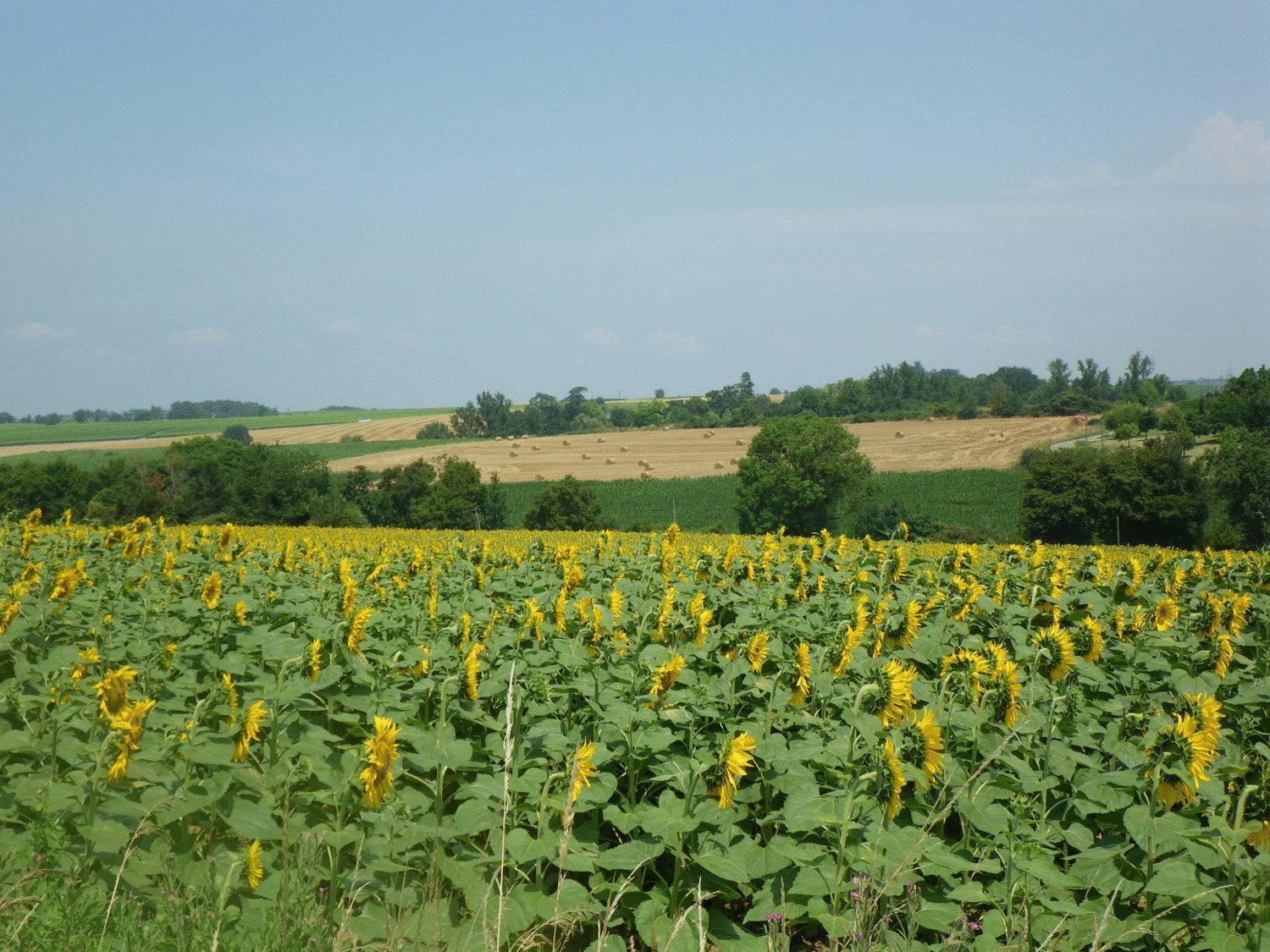 Chateau De Fourcès Kültér fotó